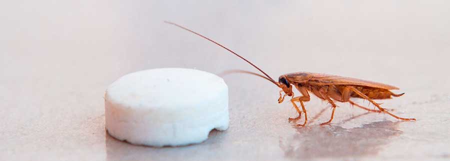 Как избавиться от тараканов навсегда в квартире?