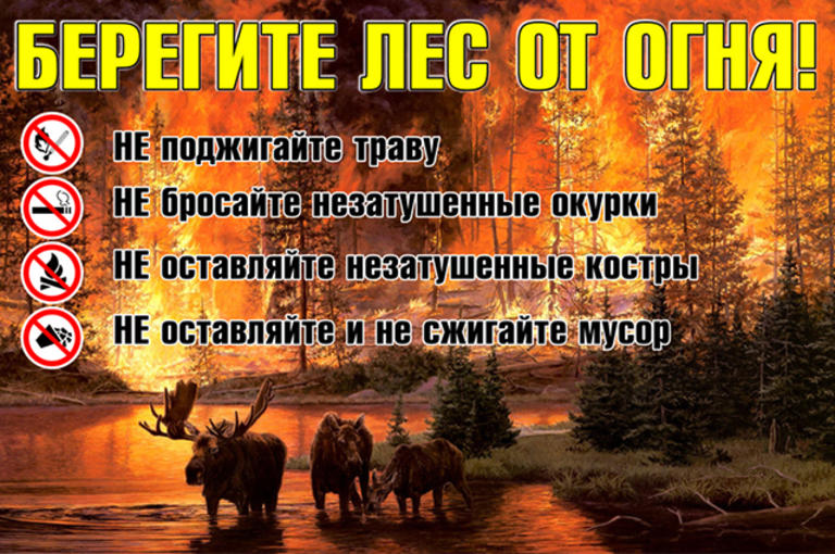 Щелковское ТУ ГКУ МО «Мособлпожспас» напоминает! Берегите лес от пожара!