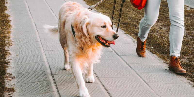 В Москве и Петербурге появились авторские аудиогиды для прогулок с собаками