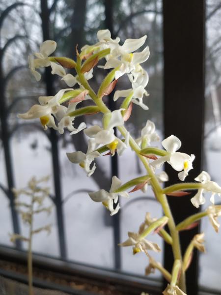 В ботаническом саду Московского дворца пионеров цветут драгоценные орхидеи 