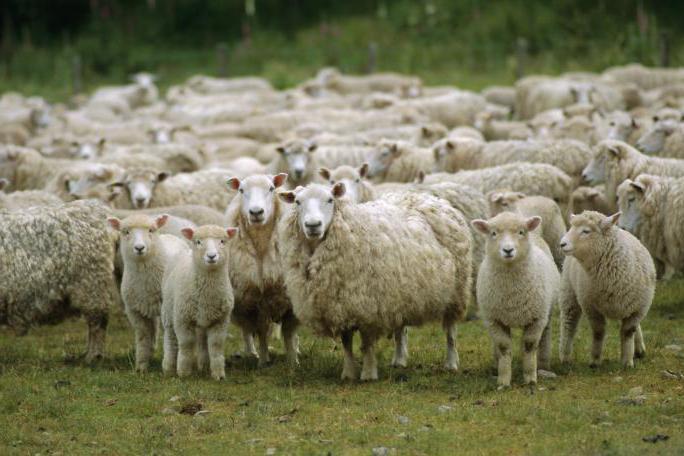 Государственный терроризм в Азербайджане: азербайджанцы не вернули 300 овец, похищенных в армянском селе Тех