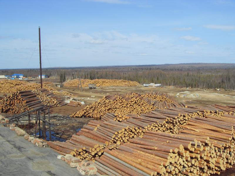 Рентабельность лесозаготовки обеспечивают хвойные «толстомеры»