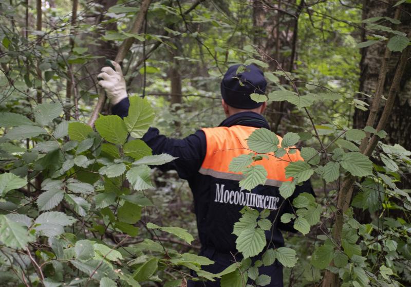 Спасатели ГКУ МО «Мособлпожспас» рассказали, что взять с собой на лесную прогулку