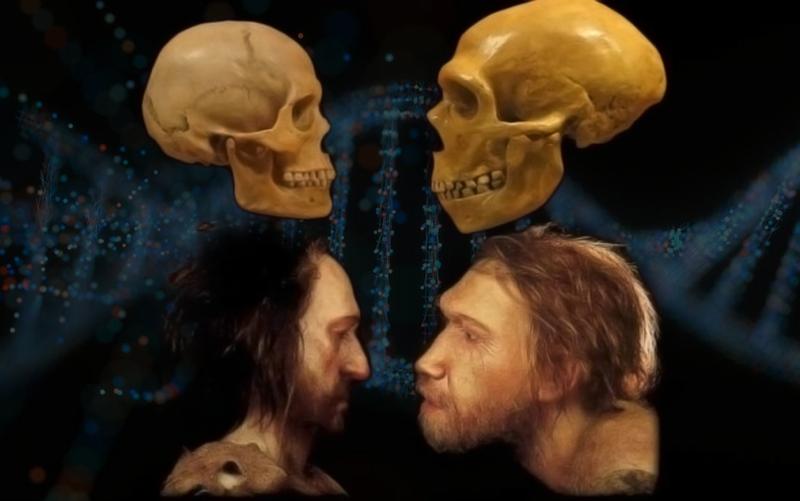 Найдена одна из вероятных причин исчезновения неандертальцев – она в голове