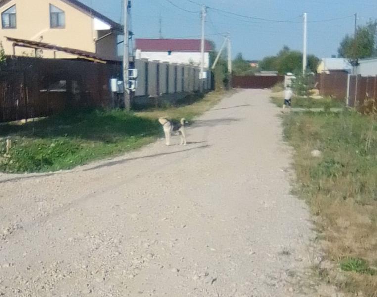 Продолжаются нападения собак в окрестностях поселка Курсаково!