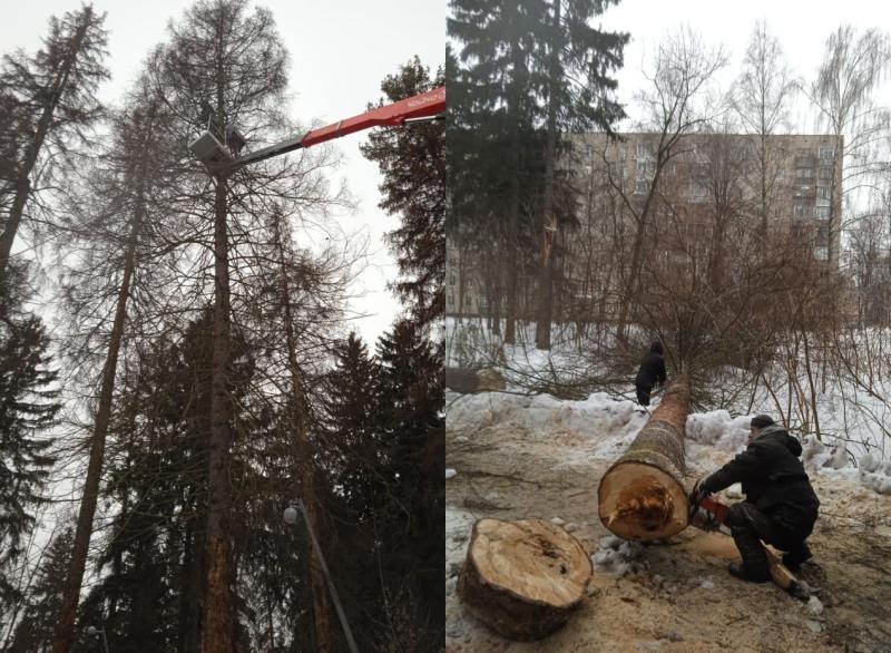 Удаление опасных и аварийных деревьев в г.о.Королёв