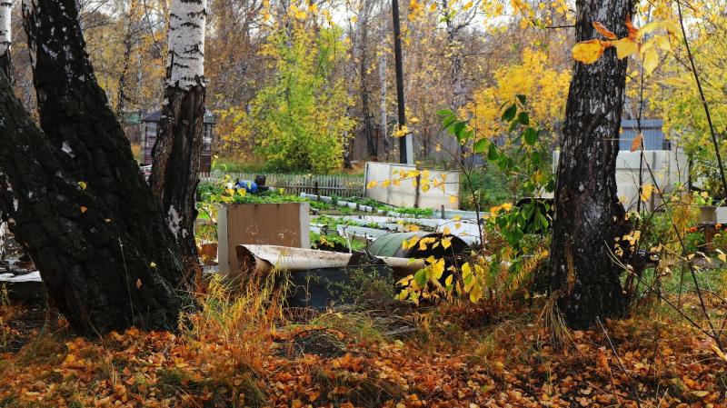 Просто добавь воды: что нужно знать про влагозарядный полив деревьев в октябре?